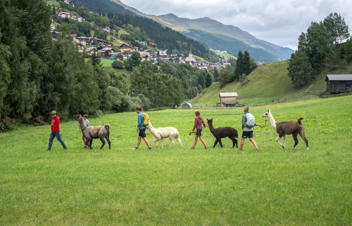 People walking with llamas