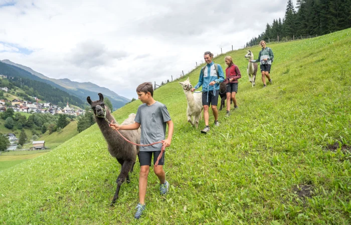 People walking with llamas